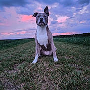 Olympe participe au concours pour gagner de l'argent avec cette photo : dog, grass, outdoor, sunset, sky, clouds, animal, pet, nature, field, canine, mammal, portrait, sitting, one_ear_up, twilight, evening, landscape, vibrant_sky, colorful