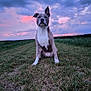 dog, grass, outdoor, sunset, sky, clouds, animal, pet, nature, field, canine, mammal, portrait, sitting, one_ear_up, twilight, evening, landscape, vibrant_sky, colorful
