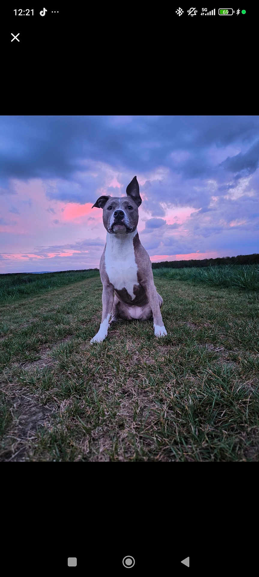 Olympe participe au concours pour gagner de l'argent avec cette photo : dog, grass, outdoor, sunset, sky, clouds, animal, pet, nature, field, canine, mammal, portrait, sitting, one_ear_up, twilight, evening, landscape, vibrant_sky, colorful