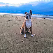 Olympe participe au concours pour gagner de l'argent avec cette photo : dog, beach, sand, sunset, sky, clouds, water, city_lights, animal, pet, nature, outdoor, canine, portrait, sitting, twilight, scenic, landscape, quiet, calm