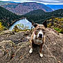 Olympe participe au concours pour gagner de l'argent avec cette photo : adventure, animal, autumn, cloudy_sky, collar, dog, fence, forest, hills, lake, landscape, mountain, nature, outdoor, pet, rock, scenic, tree, walking_path, wilderness