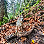 Olympe a rejoint le concours — aidez-le/la à gagner de superbes lots ! animal, autumn, bark, brown, canine, dog, earth, fall, forest, green, leaves, moss, nature, outdoor, path, rock, scenery, sitting, tree, woodland