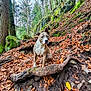 animal, autumn, bark, brown, canine, dog, earth, fall, forest, green, leaves, moss, nature, outdoor, path, rock, scenery, sitting, tree, woodland