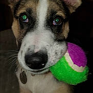 Blaze joined the competition — help win amazing prizes! alert, animal, black_nose, brown_fur, close_up, collar, cute, dog, ears, face, indoor, looking, pet, playing, puppy, tennis_ball, toy, whiskers, white_fur, young_dog