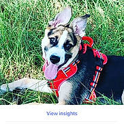 Blaze joined the competition — help win amazing prizes! dog, grass, red_harness, outdoor, pet, canine, tongue_out, happy, playful, ears_up, nature, summer, closeup, animal, young_dog, fur, black, white, brown, resting
