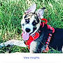 dog, grass, red_harness, outdoor, pet, canine, tongue_out, happy, playful, ears_up, nature, summer, closeup, animal, young_dog, fur, black, white, brown, resting