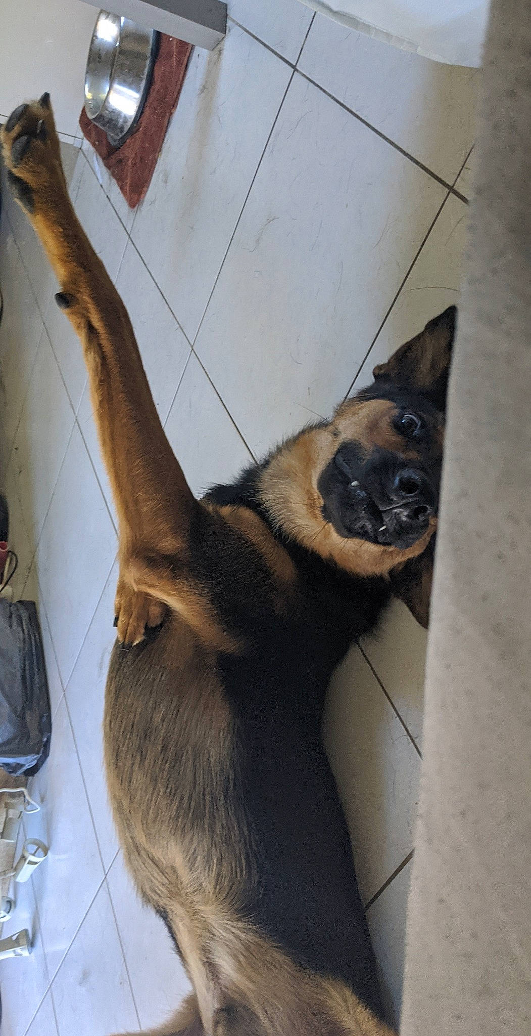 Sioux a rejoint le concours — aidez-le/la à gagner de superbes lots ! canidae, carnivore, collar, companion_dog, dog, dog_breed, fawn, fur, german_shepherd_dog, jaw, old_german_shepherd_dog, paw, pet_supply, snout, sporting_group, tail, terrestrial_animal, whiskers, wood, working_animal