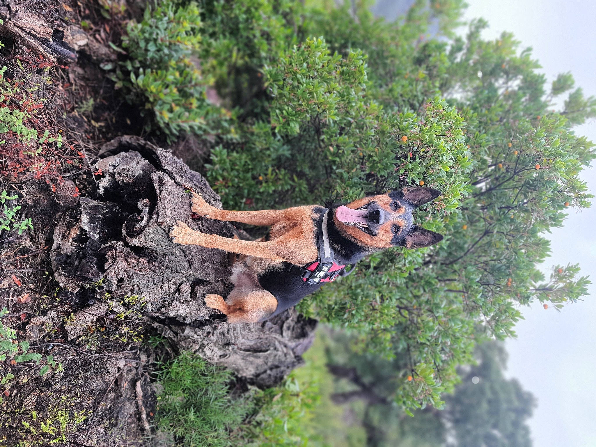 Sioux participe au concours pour gagner de l'argent avec cette photo : adventure, bedrock, branch, dress, grass, jungle, landscape, leisure, natural_environment, people_in_nature, plant, plant_community, recreation, shorts, sky, soil, tree, trunk, wood, woody_plant