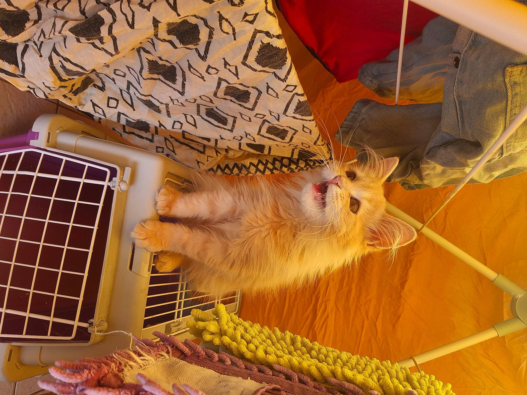 Umeko participe au concours pour gagner de l'argent avec cette photo : animal_shelter, cage, carnivore, cat, domestic_short_haired_cat, fawn, felidae, fur, line, mammal, nail, pet_supply, small_to_medium_sized_cats, snout, tail, textile, vertebrate, whiskers, wood, yellow