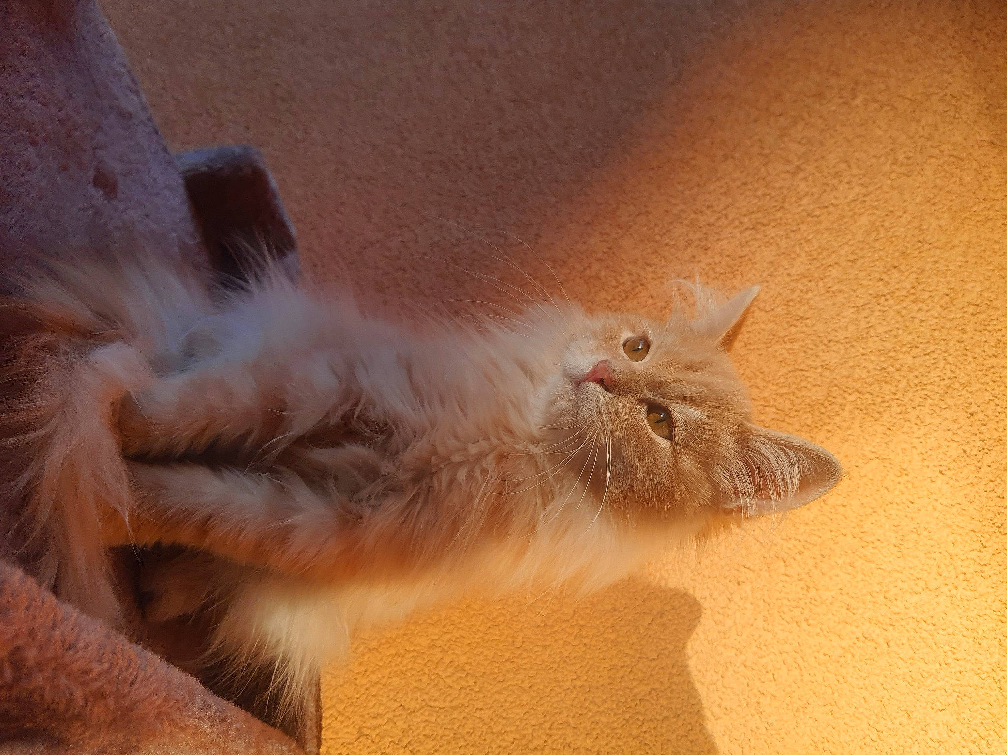 Umeko a rejoint le concours — aidez-le/la à gagner de superbes lots ! british_longhair, canidae, carnivore, cat, claw, comfort, domestic_short_haired_cat, ear, fawn, felidae, fur, gesture, nap, paw, small_to_medium_sized_cats, snout, tail, terrestrial_animal, whiskers, wood