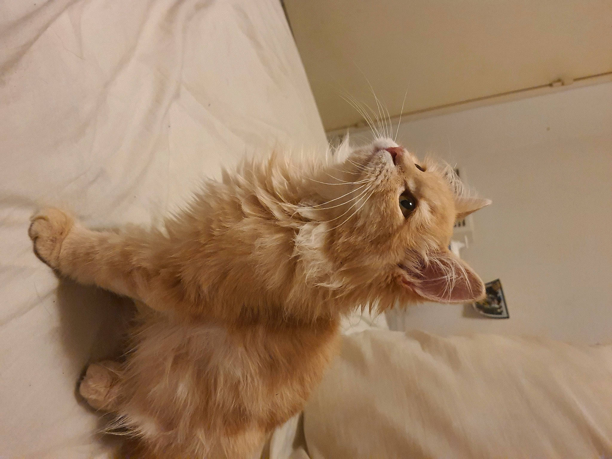 Umeko participe au concours pour gagner de l'argent avec cette photo : bed, canidae, carnivore, cat, claw, comfort, companion_dog, dog_breed, fawn, felidae, fur, liver, paw, pet_supply, small_to_medium_sized_cats, snout, sporting_group, tail, terrestrial_animal, whiskers