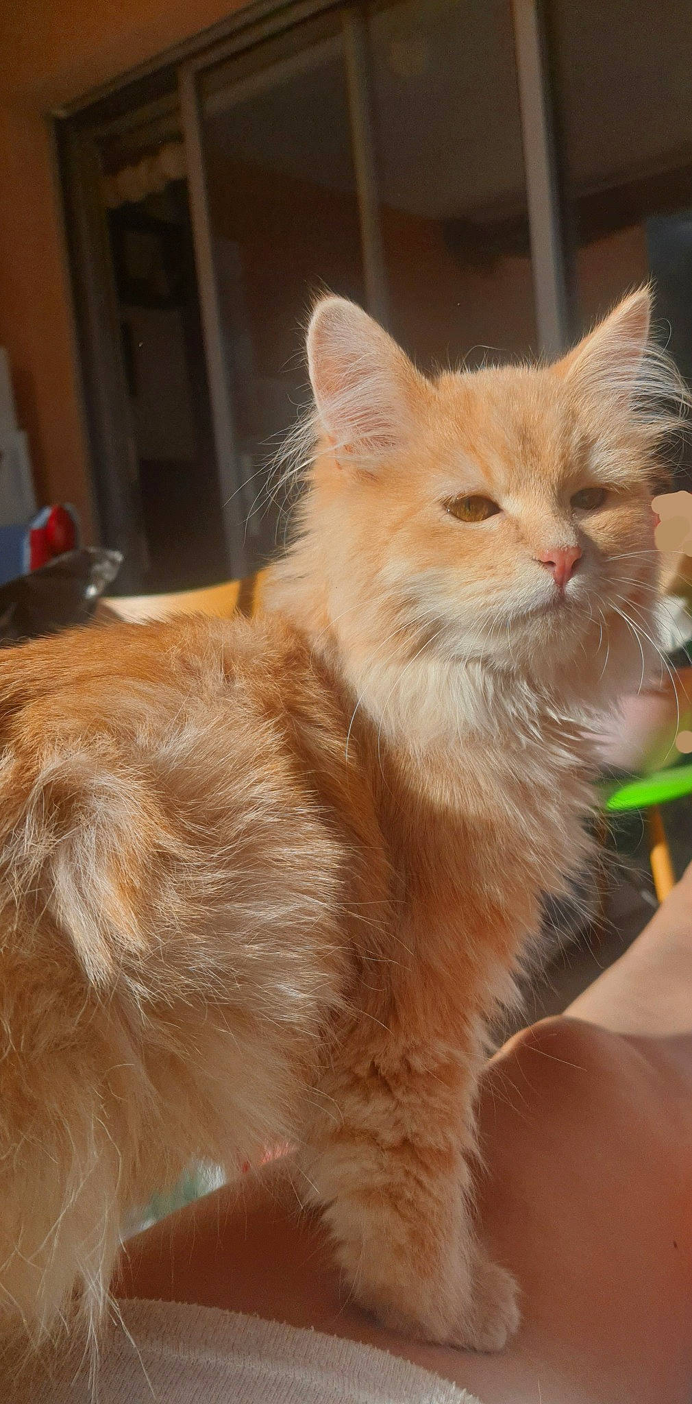 Umeko a rejoint le concours — aidez-le/la à gagner de superbes lots ! box, carnivore, cat, claw, domestic_short_haired_cat, event, fawn, felidae, fur, paw, small_to_medium_sized_cats, snout, tail, whiskers, window, wood