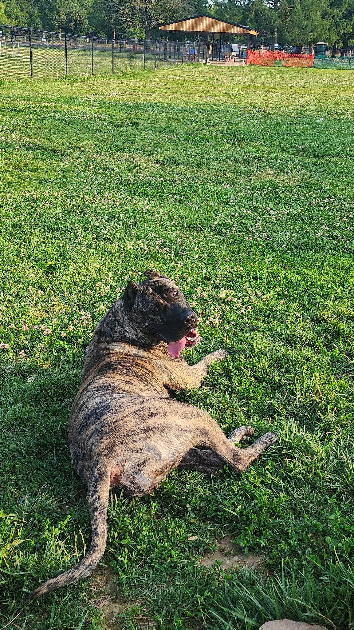 Roxie is registered to the contest to win money with this photo: boat, canidae, carnivore, dog, dog_breed, fawn, felidae, fence, garden_hose, grass, grassland, groundcover, herding_dog, landscape, lawn, plant, sporting_group, tail, terrestrial_animal, tree