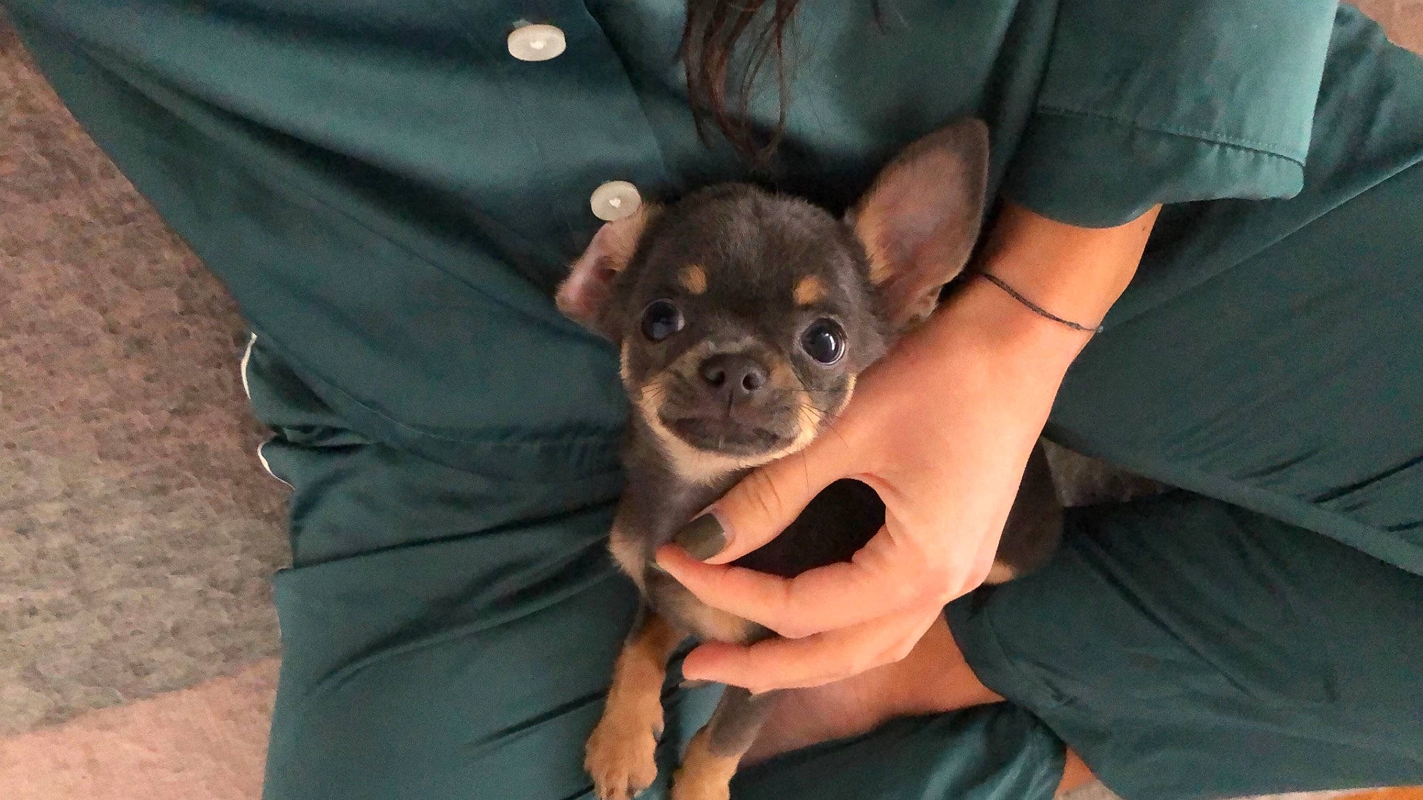 Ookie participe au concours pour gagner de l'argent avec cette photo : carnivore, chihuahua, comfort, companion_dog, dog, dog_breed, ear, fawn, finger, fur, gesture, hand, nail, paw, sleeve, snout, sporting_group, t_shirt, toy_dog, working_animal