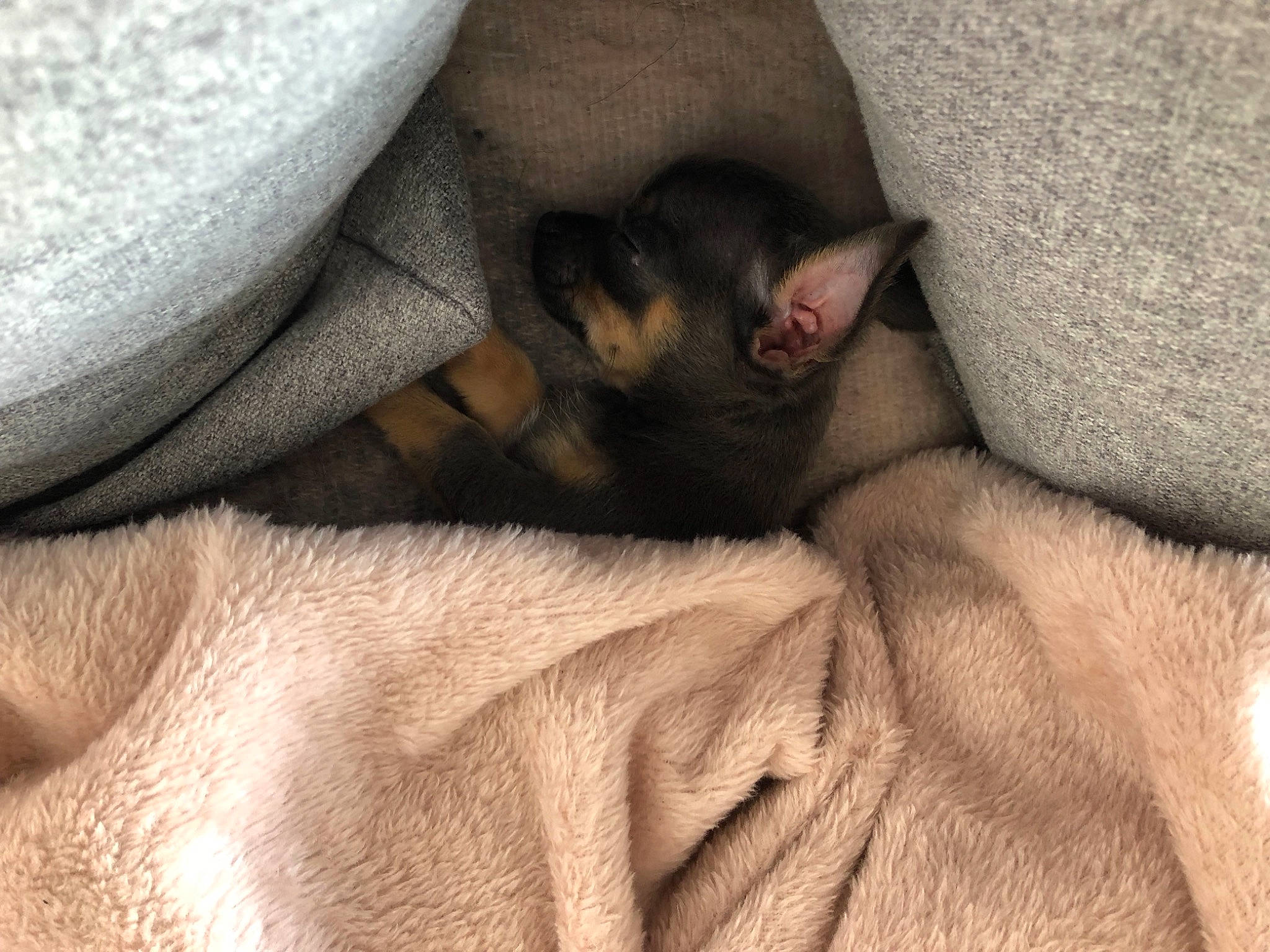 Ookie a rejoint le concours — aidez-le/la à gagner de superbes lots ! canidae, carnivore, comfort, companion_dog, dog_breed, ear, fawn, felidae, fur, grey, human_leg, leg, linens, nap, paw, small_to_medium_sized_cats, snout, sporting_group, textile, whiskers