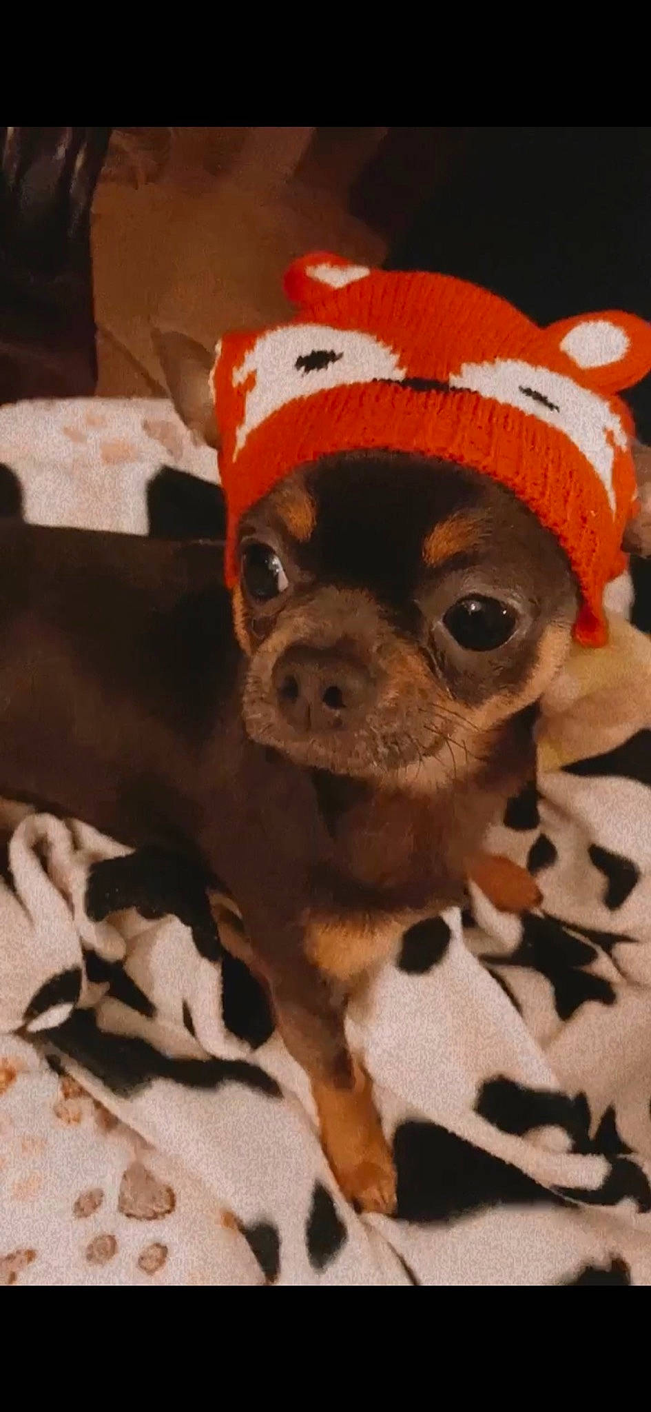 Ookie participe au concours pour gagner de l'argent avec cette photo : canidae, cap, carnivore, christmas, companion_dog, costume_hat, dog, dog_breed, dog_clothes, dog_supply, fawn, fur, hat, head, snout, sporting_group, t_shirt, toy_dog, whiskers, working_animal