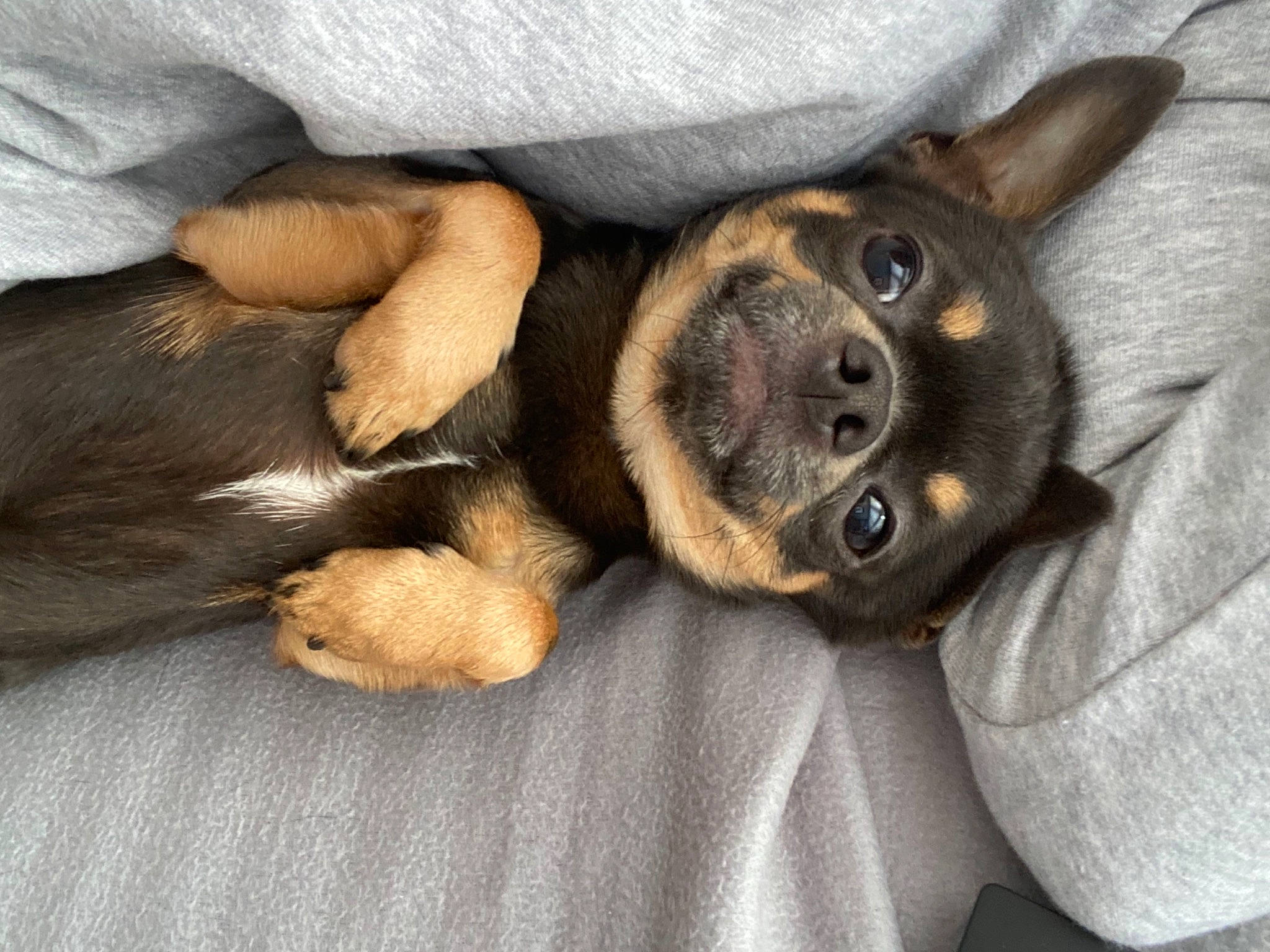 Ookie participe au concours pour gagner de l'argent avec cette photo : canidae, carnivore, comfort, companion_dog, dog, dog_breed, ear, fawn, fur, german_shepherd_dog, gesture, guard_dog, nap, paw, smile, snout, sporting_group, toy_dog, whiskers, working_animal