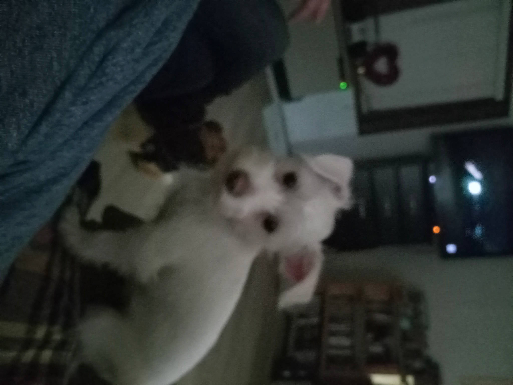 Casper is registered to the contest to win money with this photo: canidae, carnivore, companion_dog, dog, dog_breed, dog_supply, flooring, fur, hardwood, non_sporting_group, pattern, pet_supply, samoyed, snout, sporting_group, television, toy_dog, whiskers, working_animal