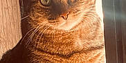 Miss Kitty joined the competition — help win amazing prizes! animal, cat, close_up, cute, domestic, ears, eyes, feline, fur, indoor, mammal, pet, portrait, sitting, sunlight, tabby, texture, warm_light, whiskers, window