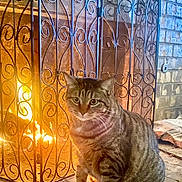 Miss Kitty is registered to the contest to win money with this photo: cat, tabby, fireplace, fireguard, brick, indoor, pet, cozy, warm, animal, feline, sitting, fur, whiskers, ears, home, hearth, lighting, relaxation, comfort