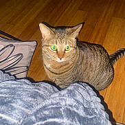 Miss Kitty joined the competition — help win amazing prizes! animal, blanket, cat, cozy, curious, cute, domestic_cat, eyes, flash, fur, furniture, indoor, pet, pillow, resting, tabby, tail, texture, whiskers, wooden_floor