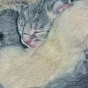 Twinkle is registered to the contest to win money with this photo: newborn, kitten, sleeping, close_up, fur, animal, pet, cute, resting, tiny, snuggling, soft, cozy, peaceful, mammal, baby_animal, whiskers, pink_nose, ears, gray_fur