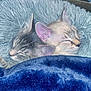 Twinkle is registered to the contest to win money with this photo: cat, kitten, sleeping, cozy, blanket, fur, cute, pets, animal, snuggled, closeup, ears, resting, indoor, texture, blue, soft, peaceful, two, companions