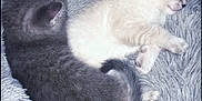 Twinkle is registered to the contest to win money with this photo: kitten, cat, sleeping, fur, gray_cat, cream_cat, pets, cute, fluffy, resting, animal, cozy, indoor, feline, young, soft, snuggling, peaceful, closeup, texture