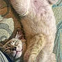 Twinkle joined the competition — help win amazing prizes! cat, sleeping, fluffy, belly_up, cozy, indoor, pet, relaxed, cute, fur, whiskers, paw, resting, human_leg, patterned_rug, nap, content, feline, close_up, adorable