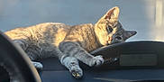 Eepy joined the competition — help win amazing prizes! animal, car, cat, closeup, cozy, cute, dashboard, domestic, feline, fur, indoor, mammal, paw, pet, relaxed, resting, sleepy, sunlight, tabby, whiskers