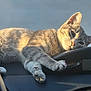 animal, car, cat, closeup, cozy, cute, dashboard, domestic, feline, fur, indoor, mammal, paw, pet, relaxed, resting, sleepy, sunlight, tabby, whiskers