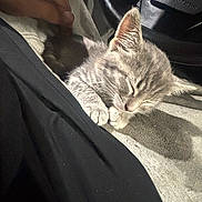 Eepy joined the competition — help win amazing prizes! animal, car, cat, closeup, comfort, companion, cozy, cute, domestic_animal, fur, hand, indoor, interior, kitten, lap, pet, relaxation, resting, sleeping, steering_wheel