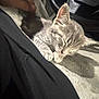 animal, car, cat, closeup, comfort, companion, cozy, cute, domestic_animal, fur, hand, indoor, interior, kitten, lap, pet, relaxation, resting, sleeping, steering_wheel