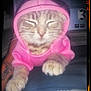 Eepy is registered to the contest to win money with this photo: animal, casual, cat, cozy, cute, cute_pet, feline, fur, hand, indoor, kitten, lap, paw, pet, pink_hoodie, resting, sleeping, tattoo, whiskers, young_cat