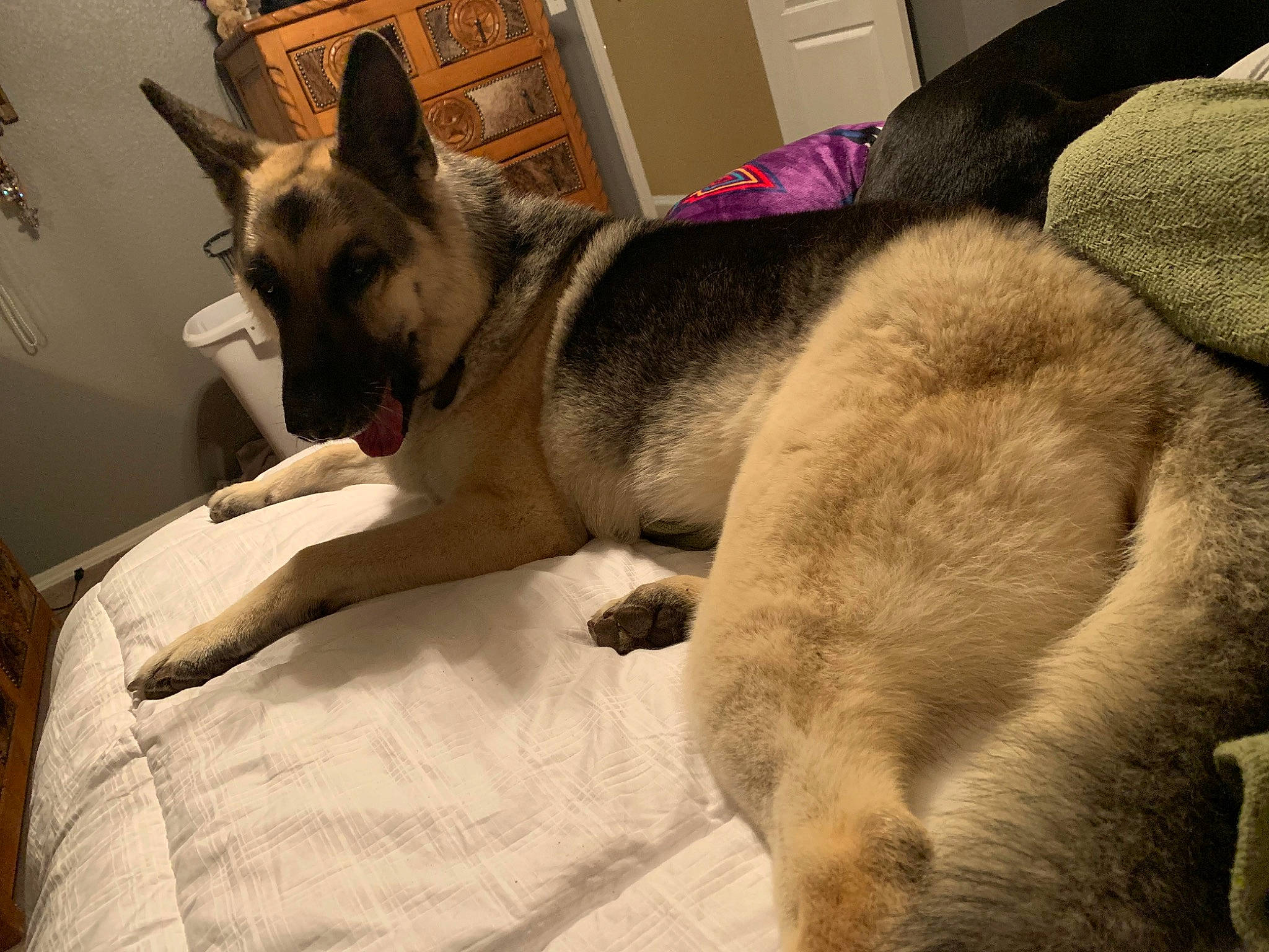 Maryjane is registered to the contest to win money with this photo: canidae, carnivore, chest_of_drawers, comfort, companion_dog, couch, dog, dog_breed, east_european_shepherd, fawn, fur, grey, linens, nap, small_to_medium_sized_cats, snout, sporting_group, terrestrial_animal, whiskers, working_animal