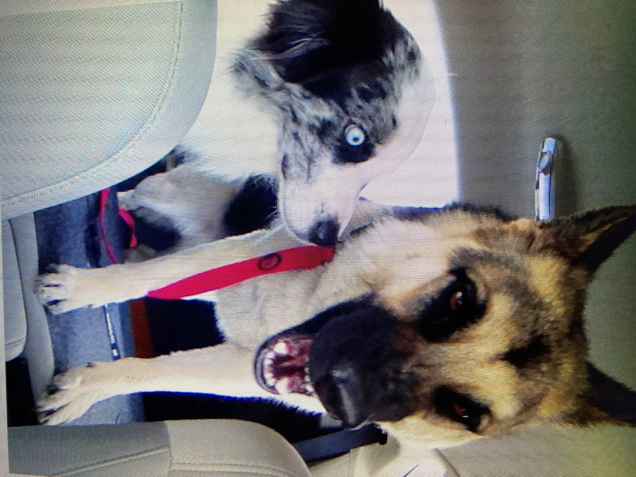 Maryjane is registered to the contest to win money with this photo: canidae, carnivore, comfort, companion_dog, dog, dog_breed, dog_supply, east_european_shepherd, fur, herding_dog, king_shepherd, non_sporting_group, paw, puppy, snout, sporting_group, toy_dog, whiskers, working_animal, working_dog