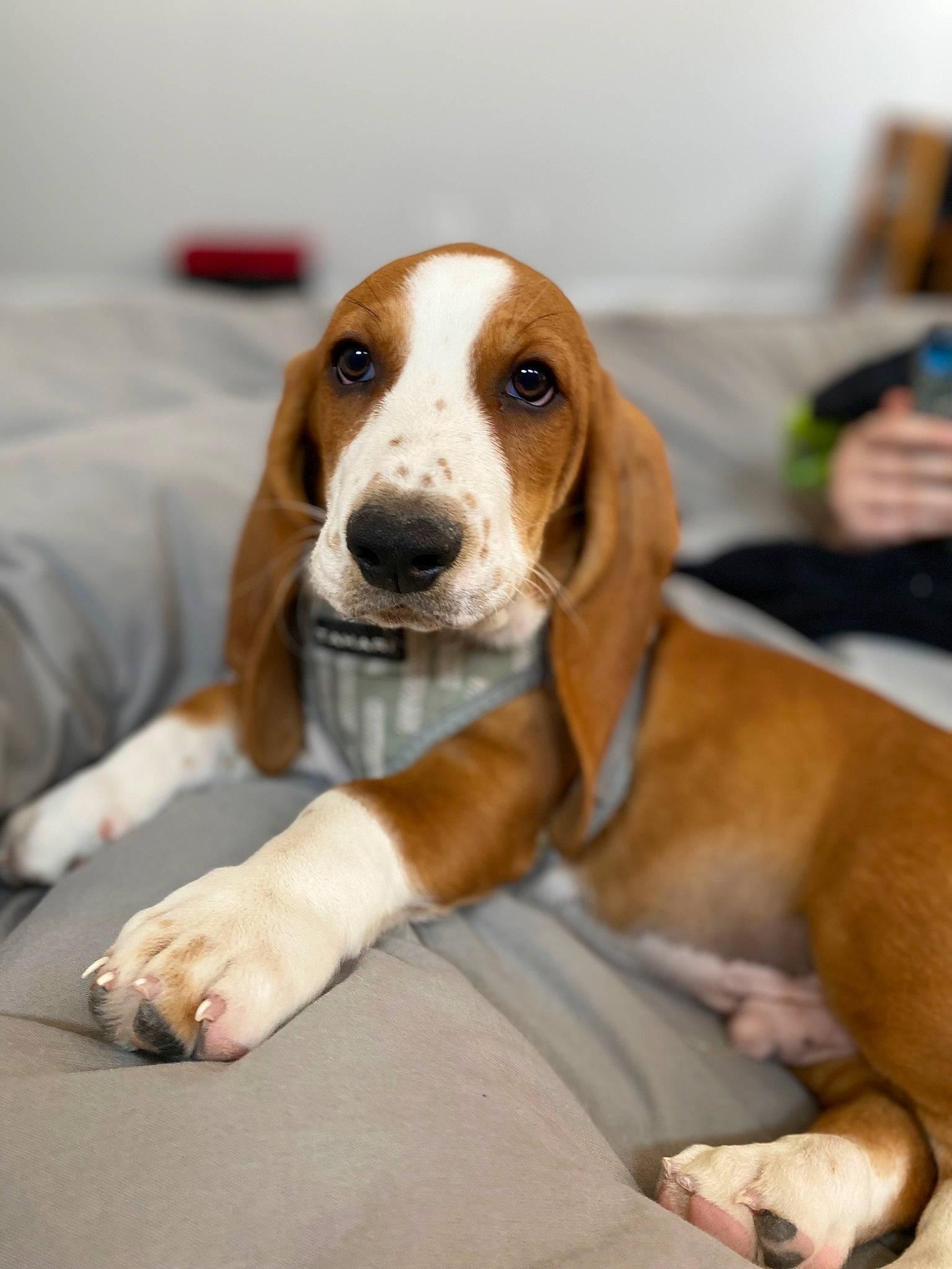 Tucker joined the competition — help win amazing prizes! artois_hound, canidae, carnivore, companion_dog, dog, dog_breed, hound, hunting_dog, liver, scent_hound, snout, sporting_group, terrestrial_animal, working_animal