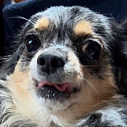 Milo a rejoint le concours — aidez-le/la à gagner de superbes lots ! dog, close_up, tongue_out, cute, pet, animal, fur, small_dog, face, expression, whiskers, black_nose, brown_fur, white_fur, adorable, domestic_animal, portrait, indoor, blurry_background, big_eyes
