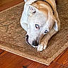 Bo joined the competition — help win amazing prizes! dog, blue_eyes, bone, chewing, lying_down, carpet, rug, wooden_floor, pet, domestic_animal, collar, indoor, animal, canine, fur, paw, snout, ears, cute, relaxed