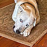 dog, blue_eyes, lying_down, indoor, rug, wooden_floor, pet, canine, collar, resting, looking_up, light_fur, animal, domestic_animal, flooring, home_interior, quiet, calm, close_up, portrait