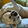 Bo joined the competition — help win amazing prizes! dog, white_dog, lying_down, upside_down, blanket, polar_bear_pattern, snowflake_pattern, pillow, yellow_pillow, green_pillow, orange_pillow, teeth, collar, indoor, pet, playful, smile, fur, resting, cozy