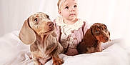 Elouise joined the competition — help win amazing prizes! adorable, animal, baby, child, clothing, cute, dachshund, dog, headband, indoors, infant, looking_up, pet, pink_bow, portrait, puppy, sitting, soft_lighting, studio, white_blanket