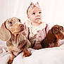 adorable, animal, baby, child, clothing, cute, dachshund, dog, headband, indoors, infant, looking_up, pet, pink_bow, portrait, puppy, sitting, soft_lighting, studio, white_blanket