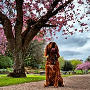 Ronnie is registered to the contest to win money with this photo: dog, golden_brown, sitting, path, tree, cherry_blossom, flowers, spring, outdoor, nature, grass, sky, cloudy, collar, tag, happy, tongue_out, park, landscape, pet