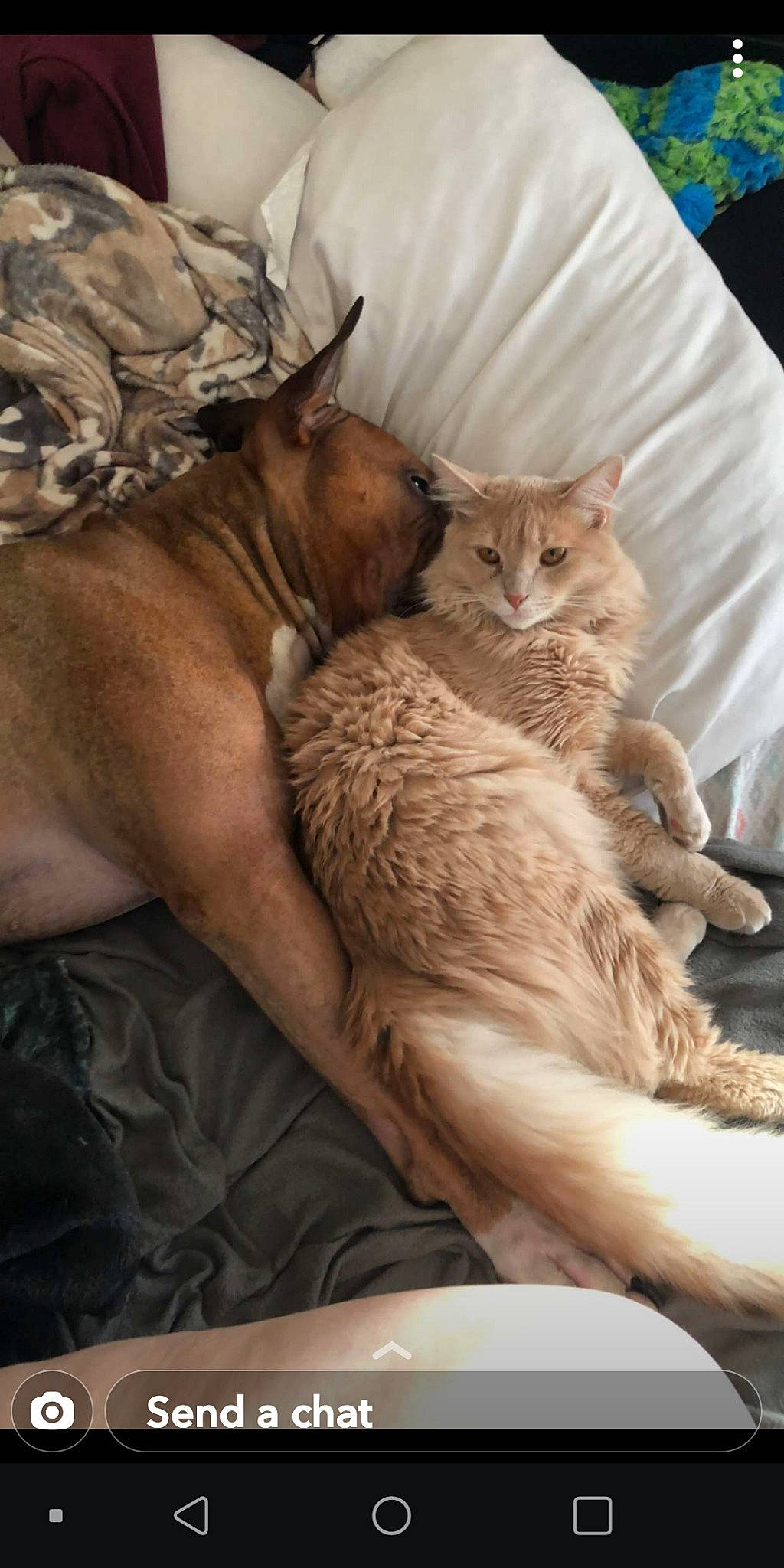 Rebel joined the competition — help win amazing prizes! arabian_mau, asian, carnivore, cat, european_shorthair, fawn, felidae, kitten, mammal, oriental_longhair, small_to_medium_sized_cats, whiskers