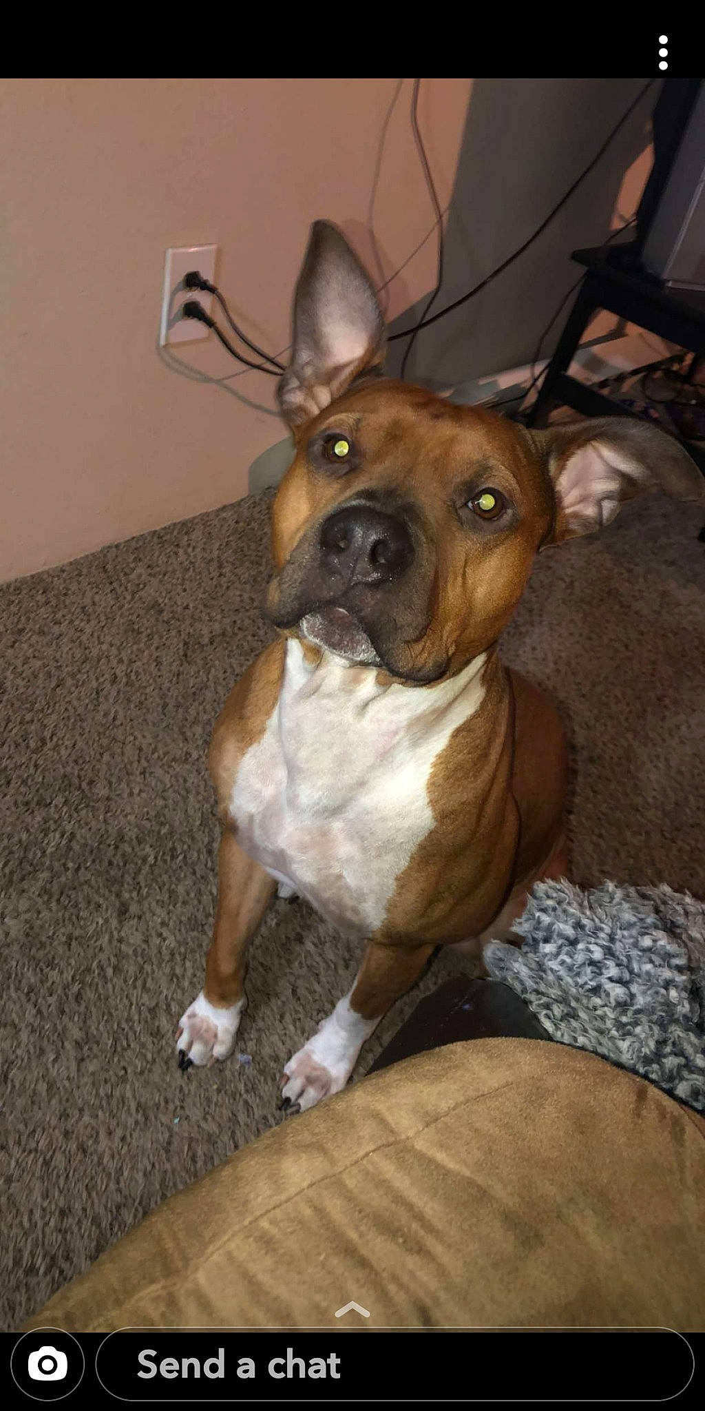 Rebel is registered to the contest to win money with this photo: american_pit_bull_terrier, american_staffordshire_terrier, canidae, carnivore, companion_dog, dog, dog_breed, ear, fawn, mammal, non_sporting_group, nose, pit_bull, rare_breed_dog, snout, staffordshire_bull_terrier, vertebrate, whiskers