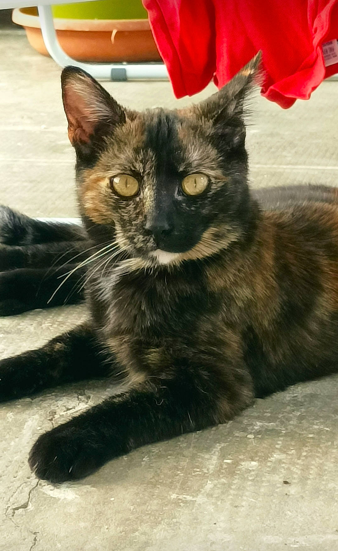 Alloy a rejoint le concours — aidez-le/la à gagner de superbes lots ! black_cat, carnivore, cat, claw, comfort, coquelicot, domestic_short_haired_cat, felidae, fur, paw, plant, sitting, small_to_medium_sized_cats, snout, tail, terrestrial_animal, whiskers