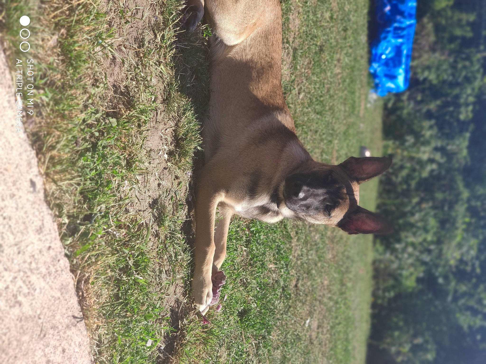 Zack a rejoint le concours — aidez-le/la à gagner de superbes lots ! canidae, carnivore, dog, dog_breed, fawn, feist, hunting_dog, mountain_cur, snout, sporting_group, tail