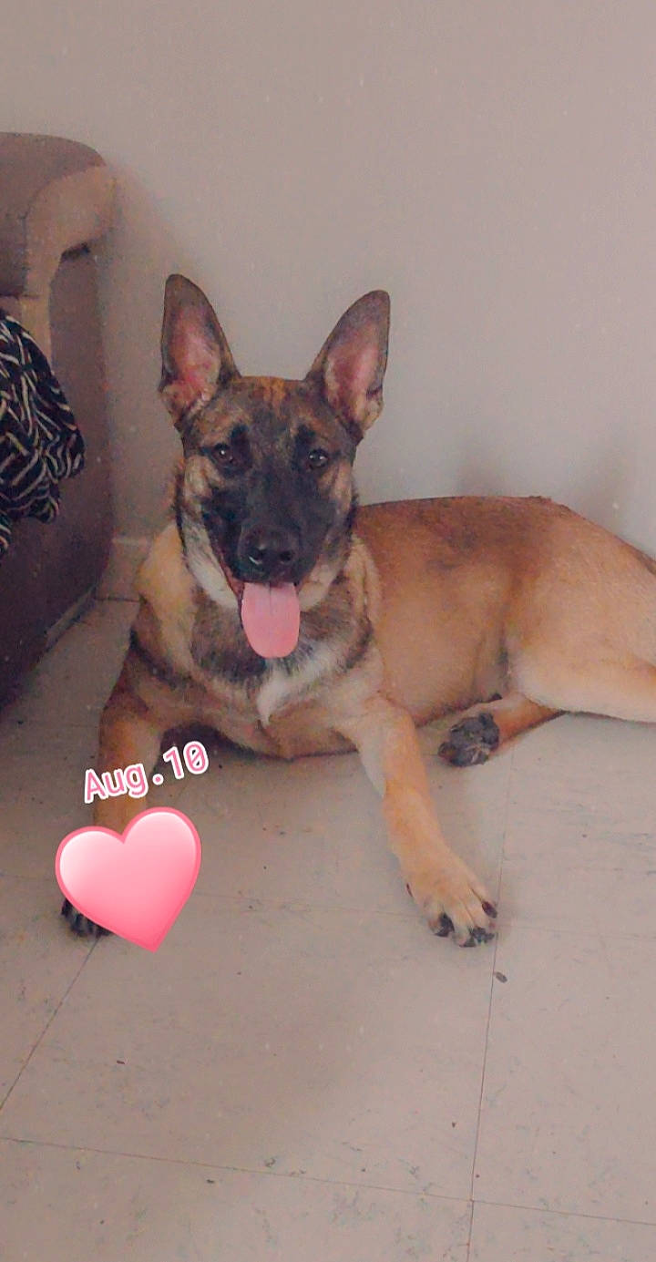 Zack a rejoint le concours — aidez-le/la à gagner de superbes lots ! belgian_shepherd, belgian_shepherd_malinois, canidae, carnivore, dog, dog_breed, east_european_shepherd, fawn, german_shepherd_dog, king_shepherd, mammal, paw, snout, vertebrate, working_dog