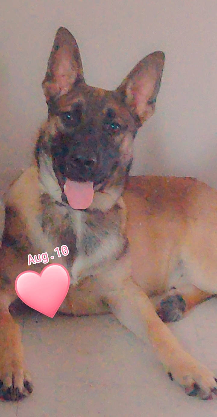 Zack participe au concours pour gagner de l'argent avec cette photo : belgian_shepherd_malinois, canidae, carnivore, dog, dog_breed, east_european_shepherd, fawn, german_shepherd_dog, king_shepherd, kunming_wolfdog, mammal, police_dog, rare_breed_dog, snout, vertebrate